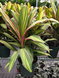 Kiwi Cordyline